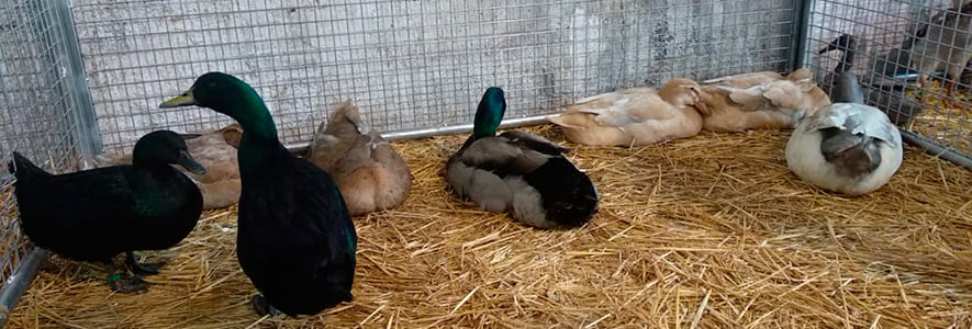 Bandada de patos